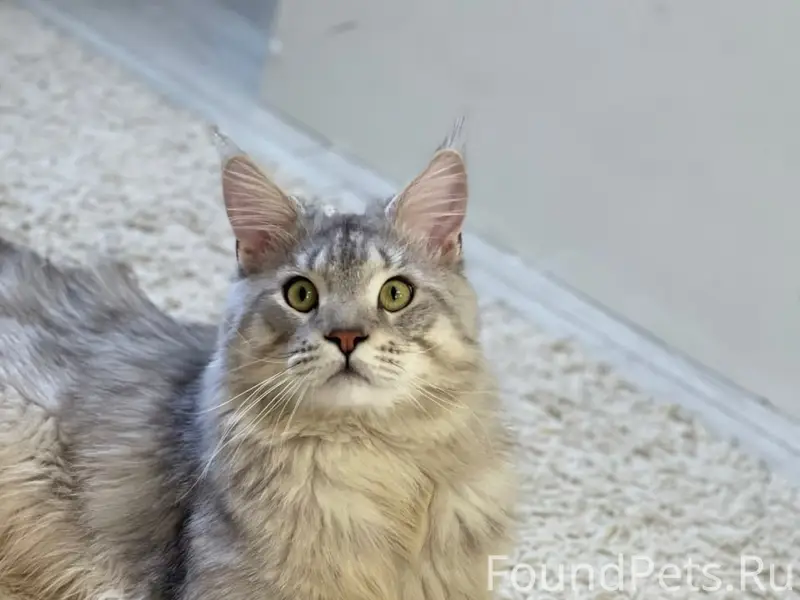 Пропал кот, район Рабочего проспекта