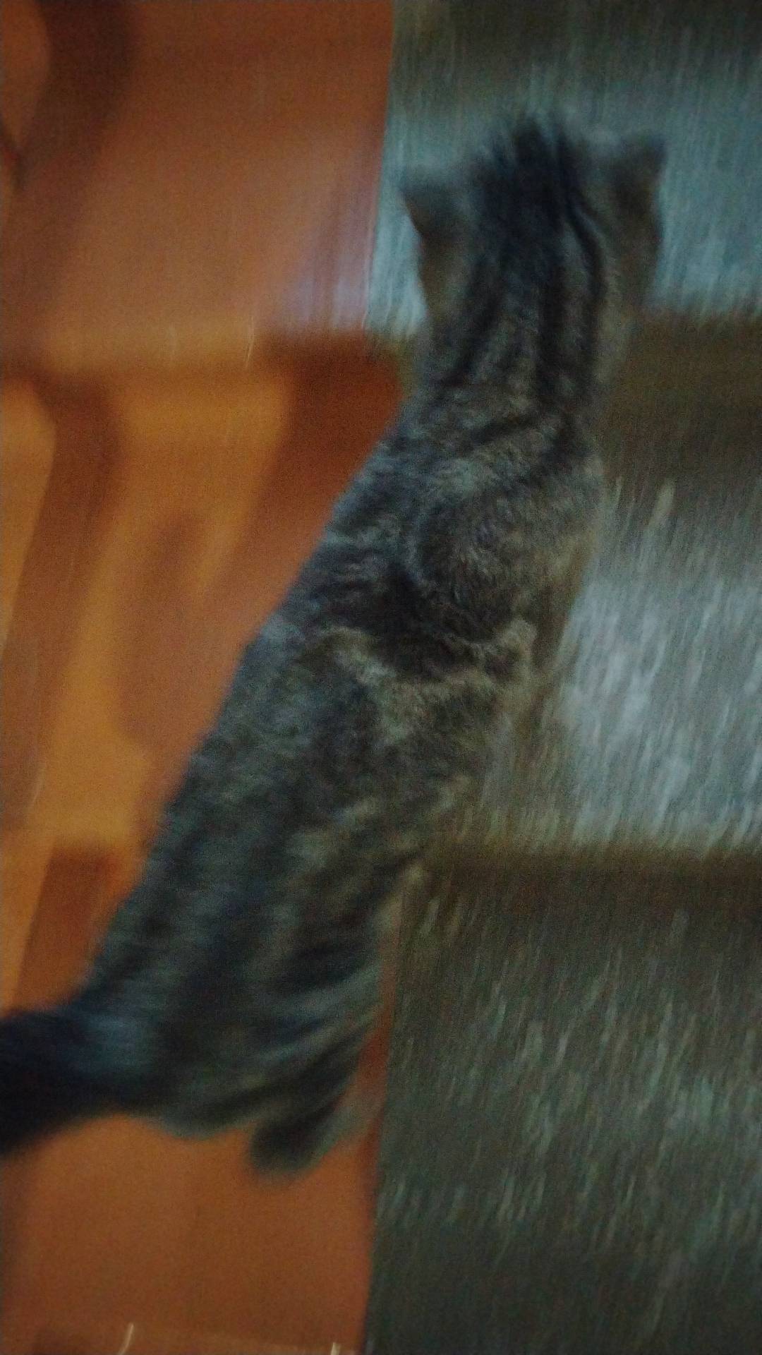 Найден котёнок, предположительно британец, район Дома Учителя