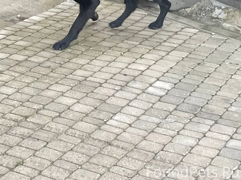 Пропал кобелёк, район ул. Руднева