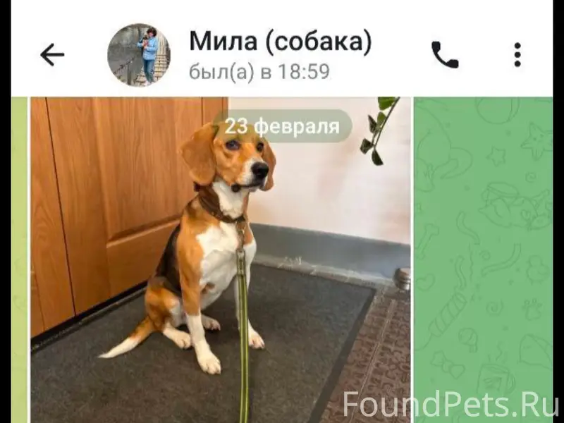 Пропал бигль, Истринский район