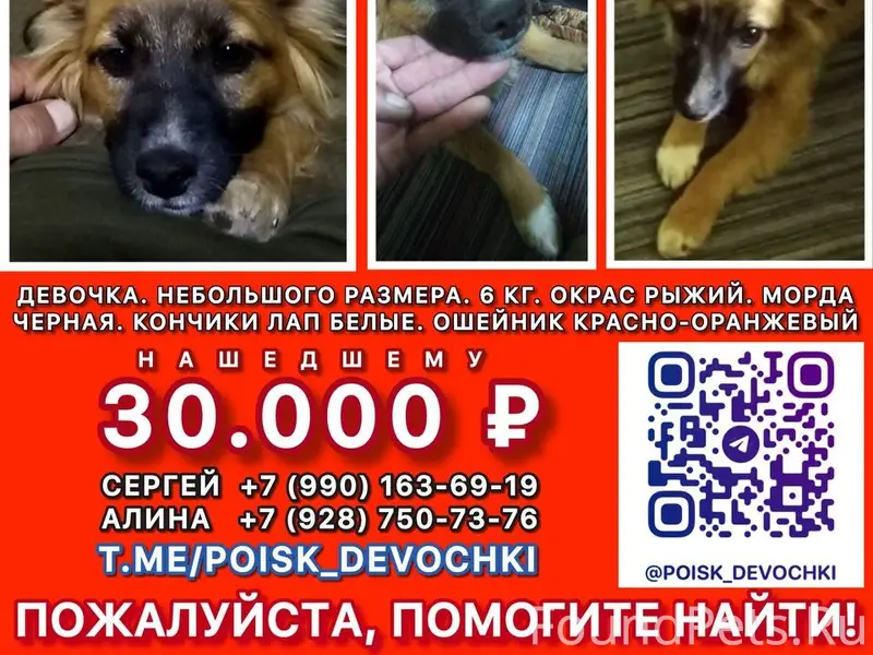 Пропала собака Девочка, Ростов-на-Дону