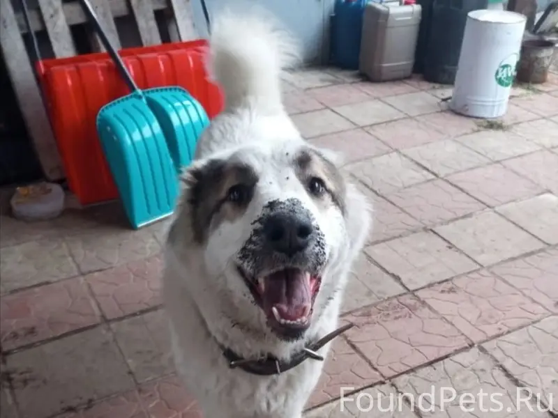 Пропала собака, Тверь, Пролетарский район