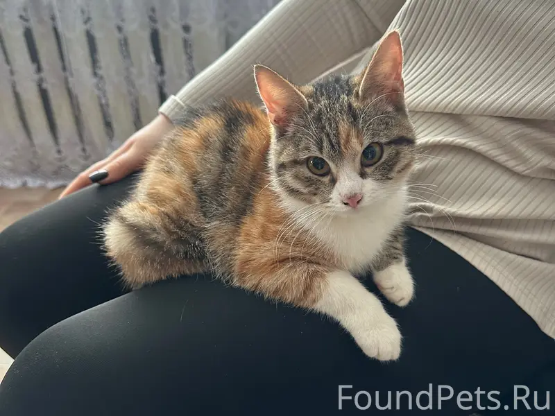 Найдена кошка, возле Металл Пласта