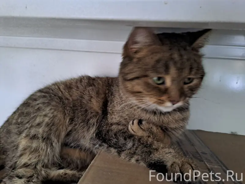 Найдена кошка, Жигулёвск, Александровское поле