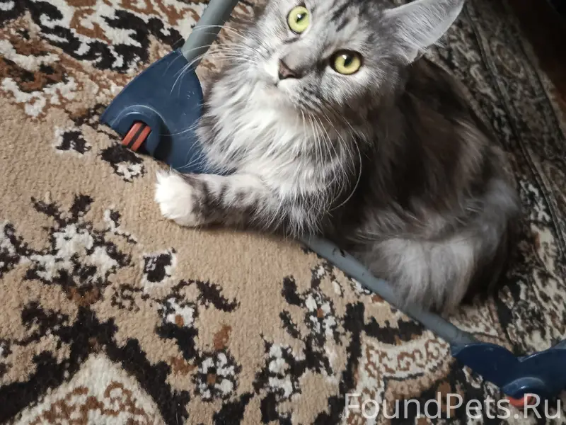 Пропала мей-кун, район Чапаева - Пирогова