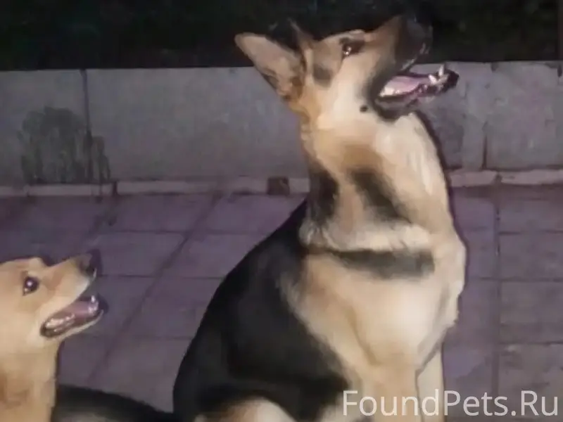 Пропал Кобель Овчарка Ричард, район СХТ