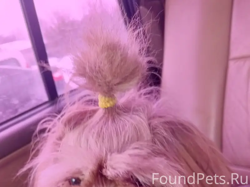 Найденна собака, ул. Делегатская