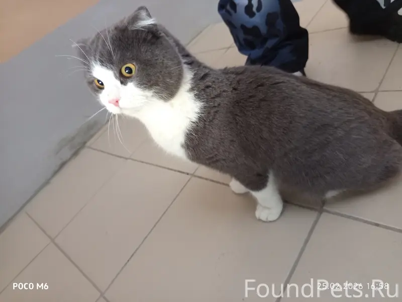 Найден кот, Ленинский район