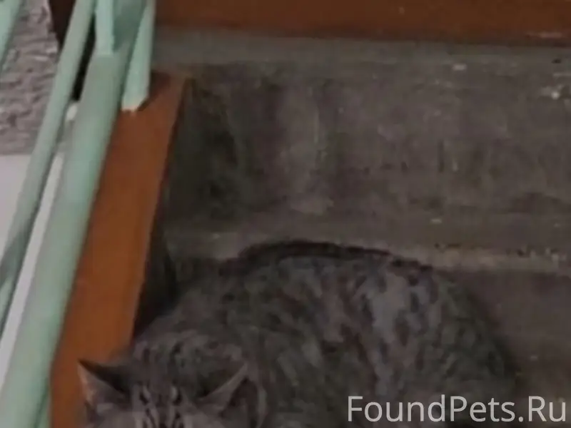 Найдена кошка, Калининский район