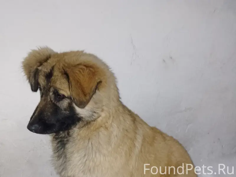 Пропала собака, возле школы 31