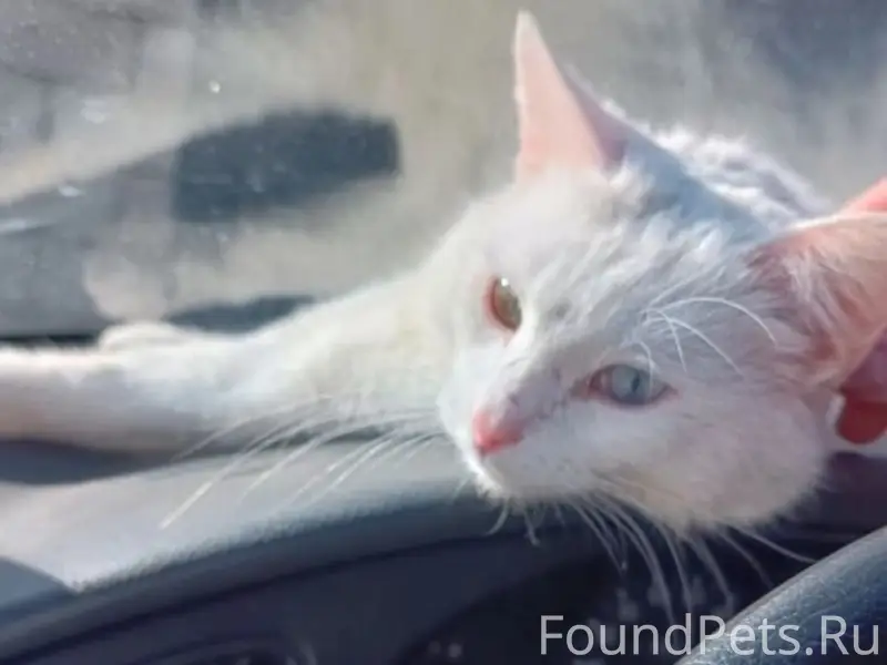 Пропал кот Барсик, район Бона и подстанции