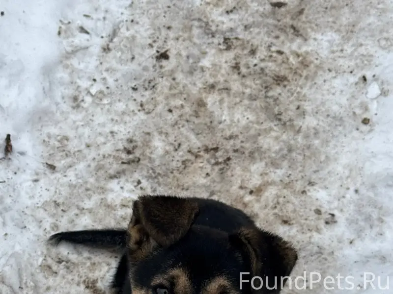 Ищем дом для щенка Патрона