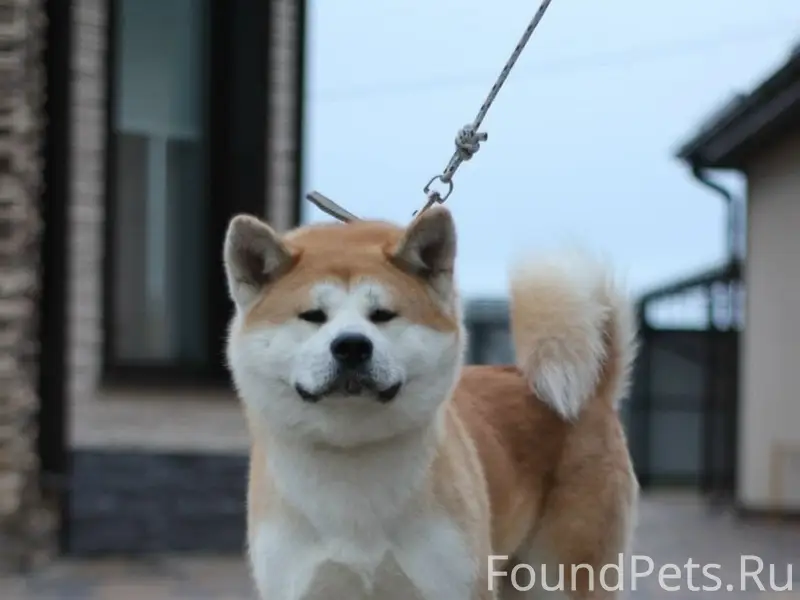 Пропала акита ину Хатара, Таврово -3, Соломино