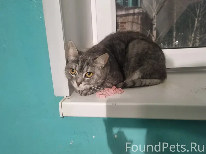 Найдена кошечка, Вербовский