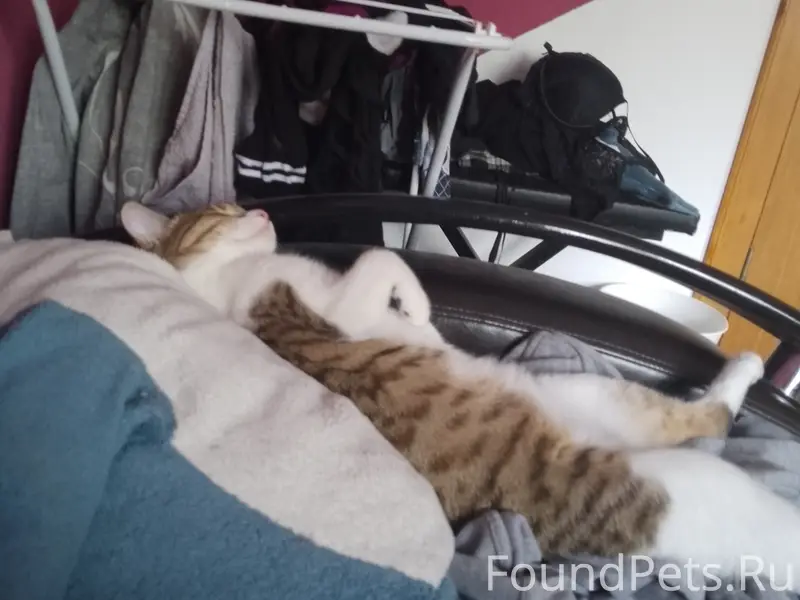 Пропала кошка Бес /Бестия, район Айдарова/Челюскина