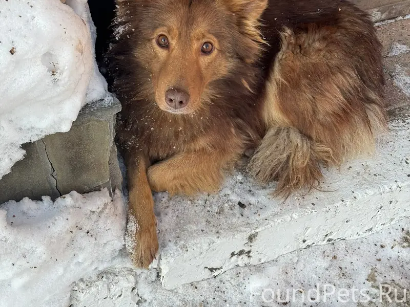 Пропала собака Каштанка, Саратов