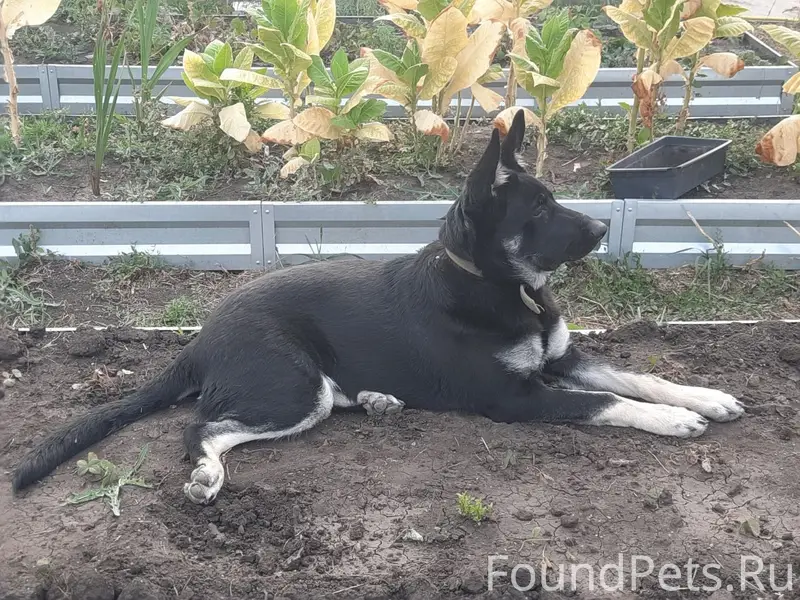 Пропала восточно-европейская овчарка, Соколовый