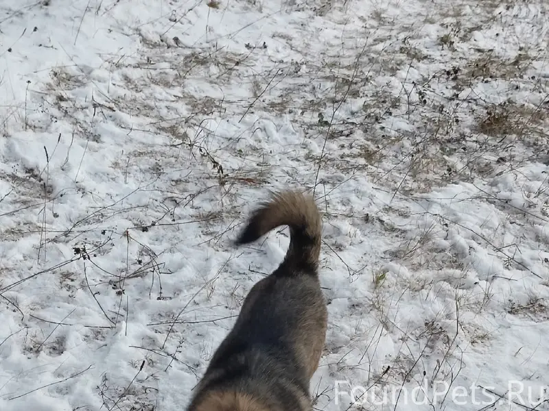 Пропала собака