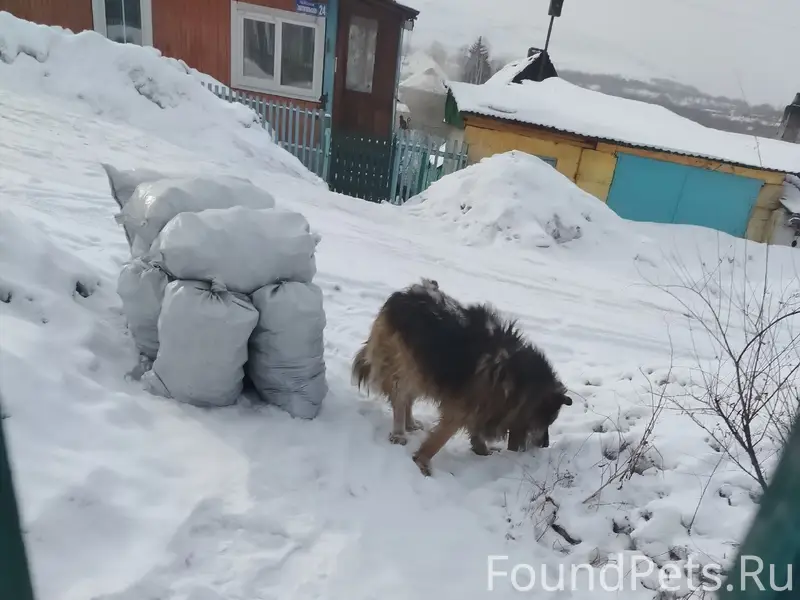 Найден пёс, 12 шахта