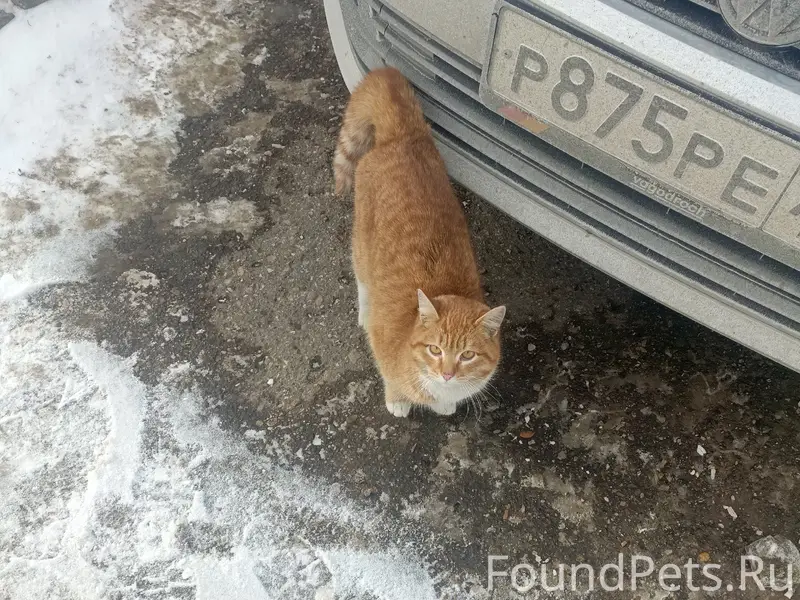 Найден котик, г. Набережные Челны