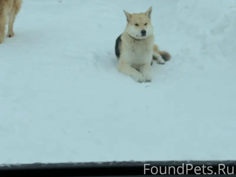 Найден пёс с ошейником
