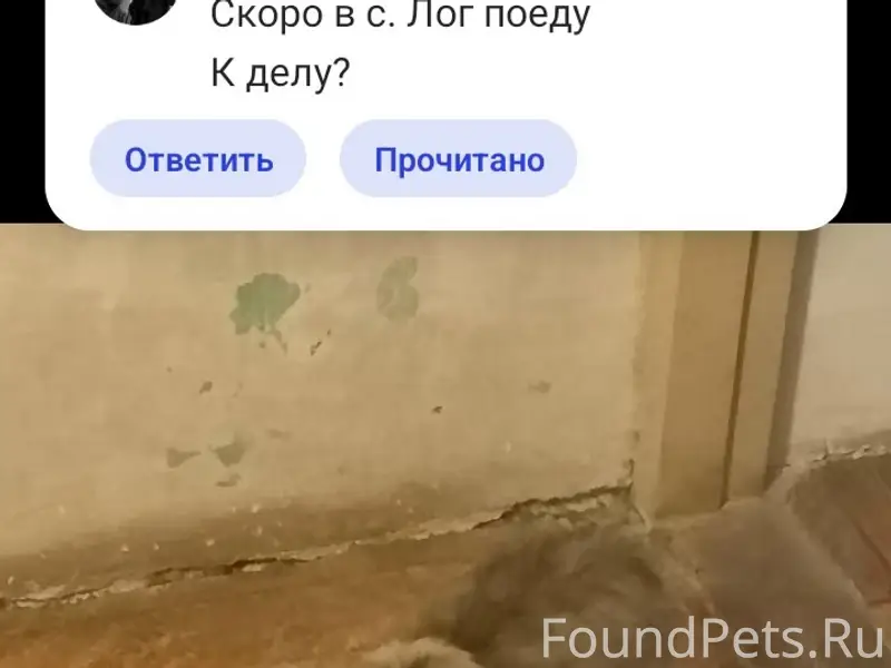 Пропала маленькая собака, Байны