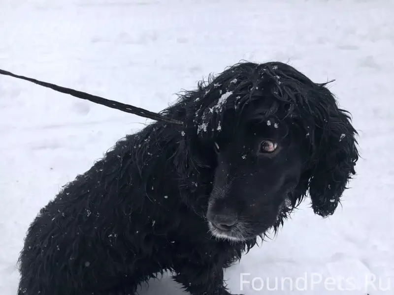 Найден русский спаниель, мкрн Новый-2, Белгород