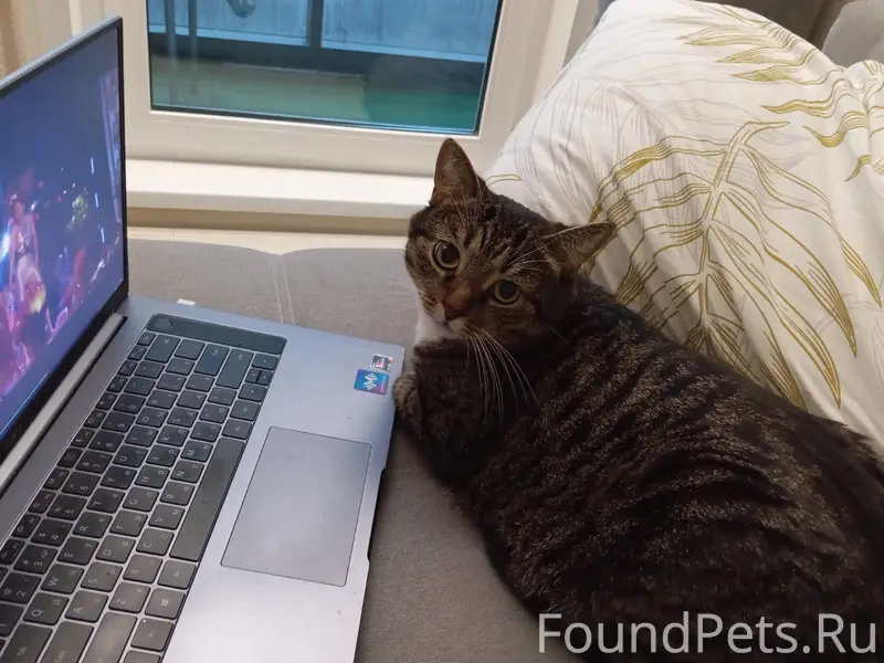 Пропал кот Чак, район моста через КАД