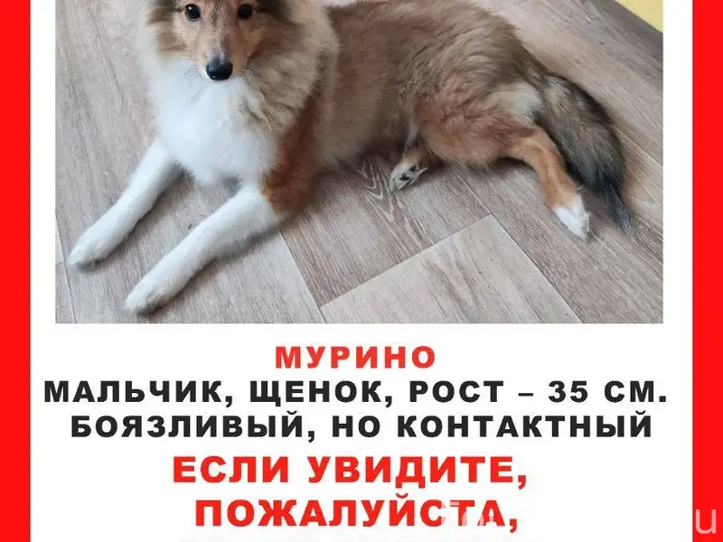 Пропал щенок шелти Чейз, Мурино