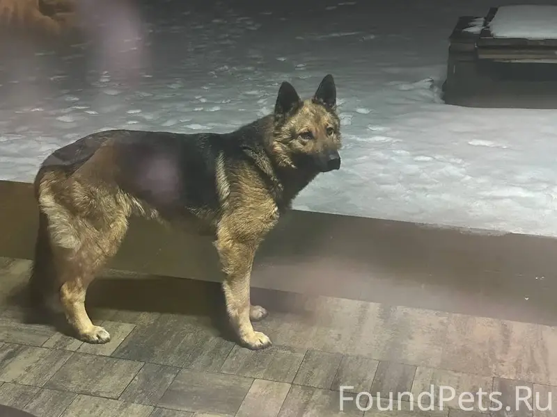 Найден кобель, Новосадовое