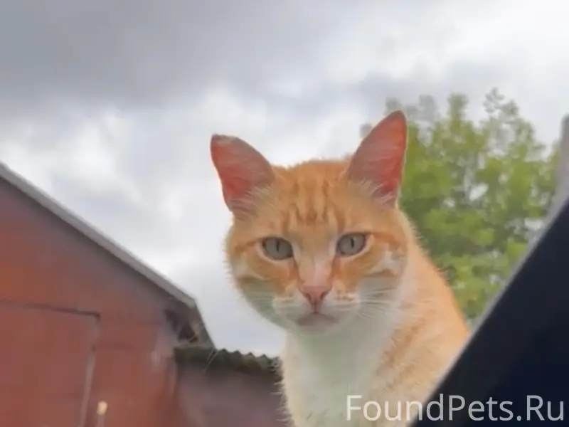 Пропал кот Гриша, Гоголя/Рабочий посёлок