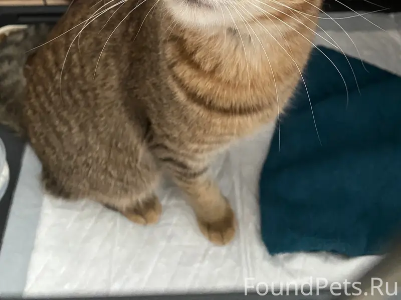 Найден кот, подъезд