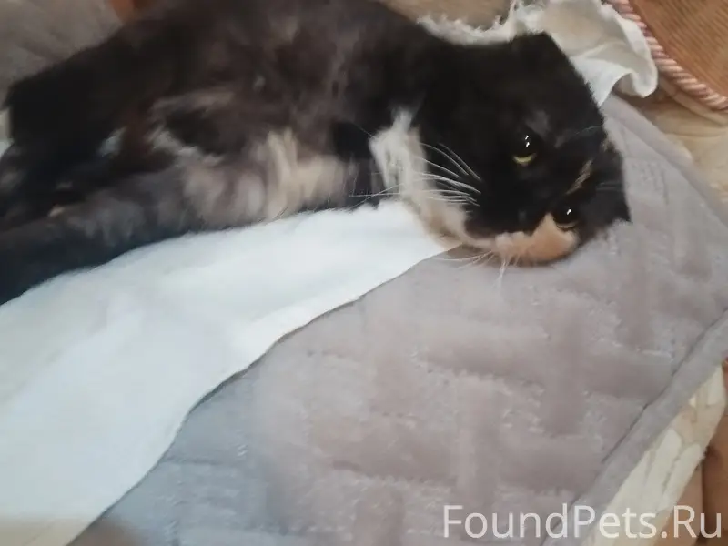 Найдена кошка, Кирова