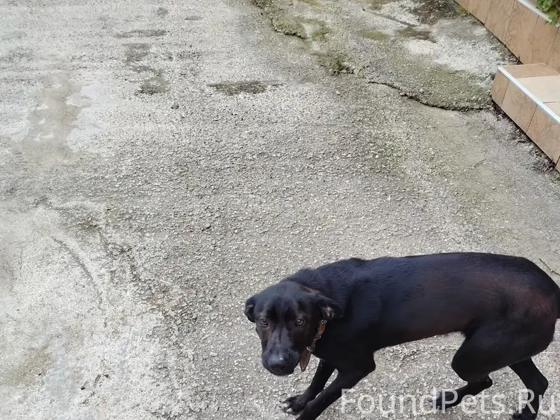 Пропал пёс, Адлер, район Чайсофхоза