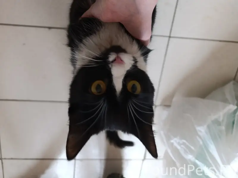 Найдена кошка, юго-запад, ул. Попова