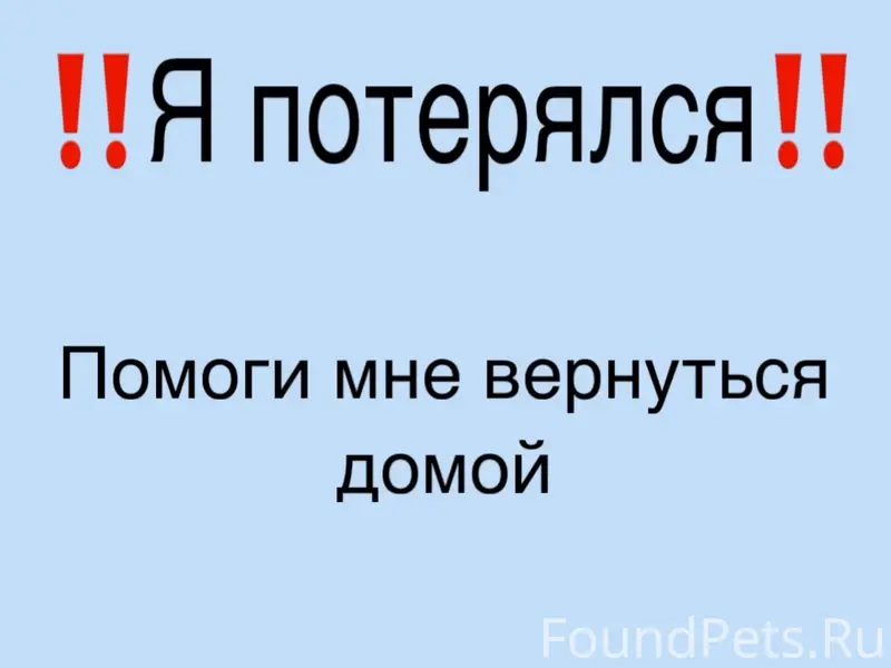 Пропала собака Дора, район тц Монгора