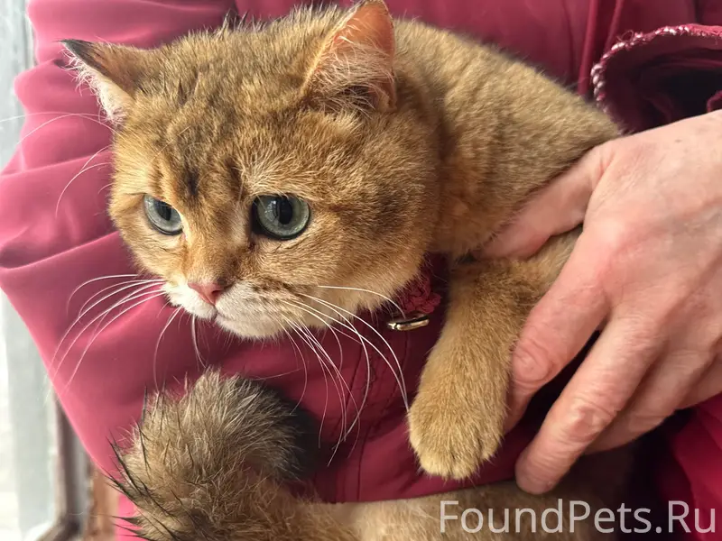 Найден кот, Твардовского 3 к 1