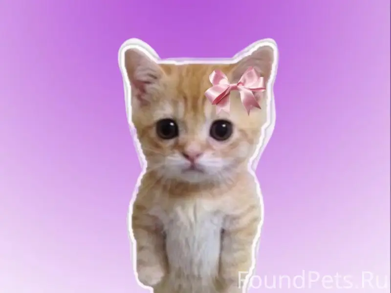 Найдена кошка, Сызрань