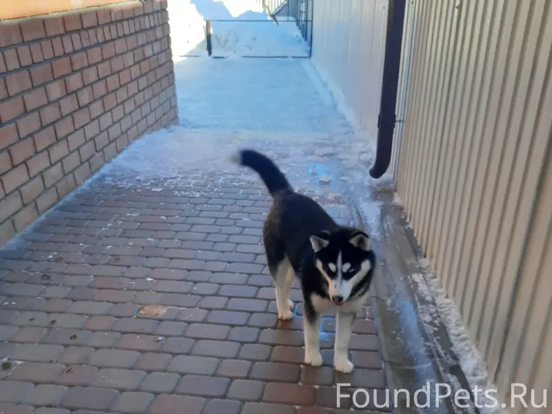 Найден щенок хаски, ул. Воронежская