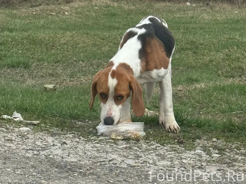 Найден охотничий пес, Георгиевский