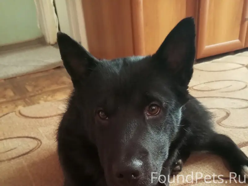 Найден молодой пёс, Ильича 5
