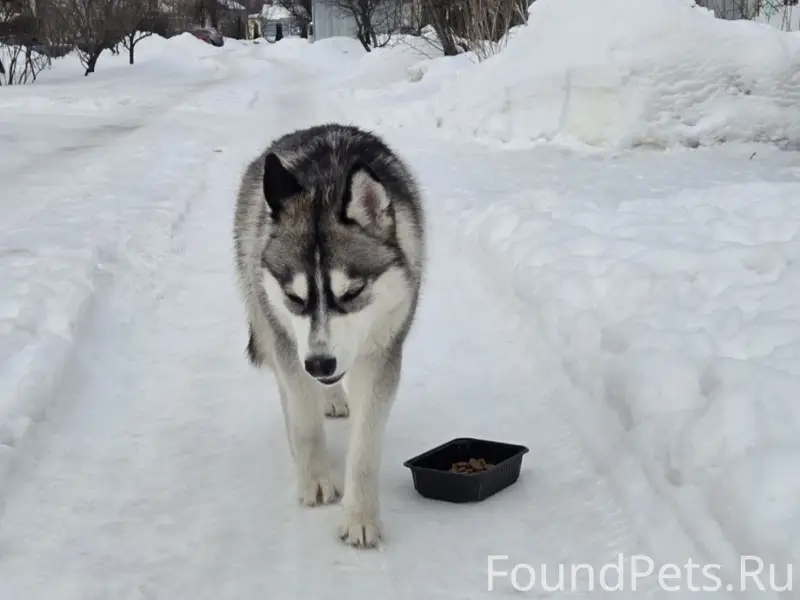 Найден хаски, Ленинский район
