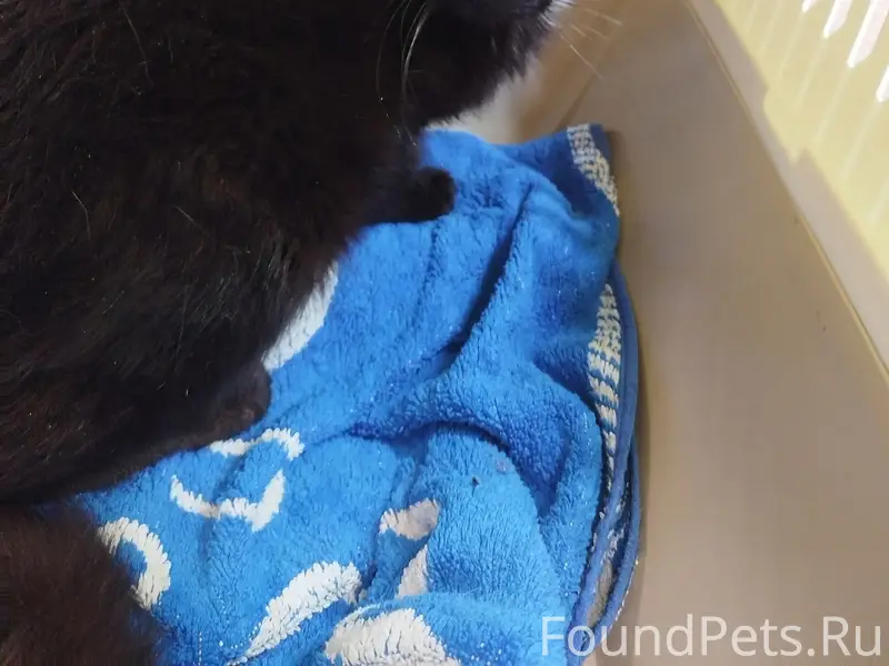 Найден кот с раной, клиника "Твой Ветдоктор"