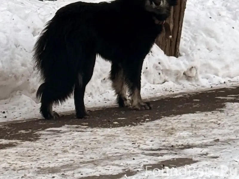 Найден пёс в ошейнике, возле тц Север