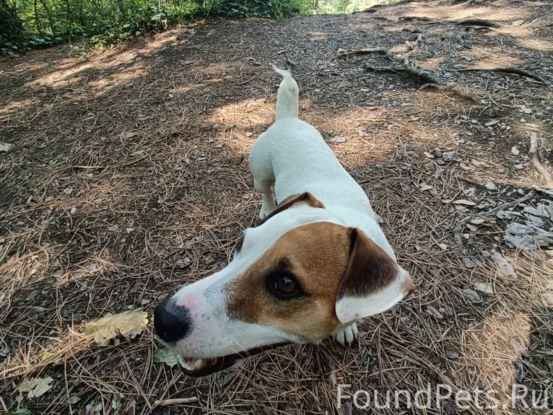 Пропала собака Джек Рассел, Белгород