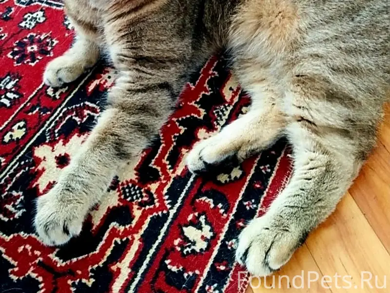 Пропал кот, Солнечногорск