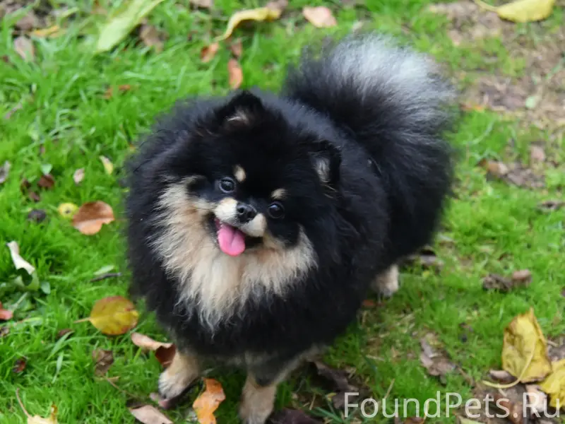 Пропала собака, Севастопольская тропа