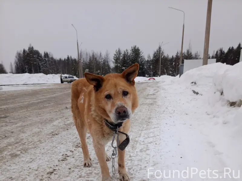 Пропал пёс, видели у поворота на Березовку