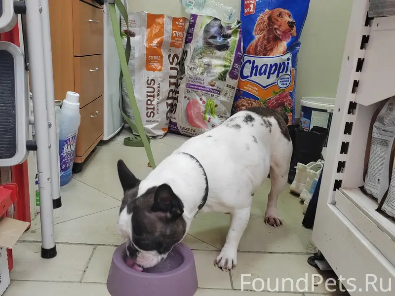 Найдена собака, район меланжевый комбинат