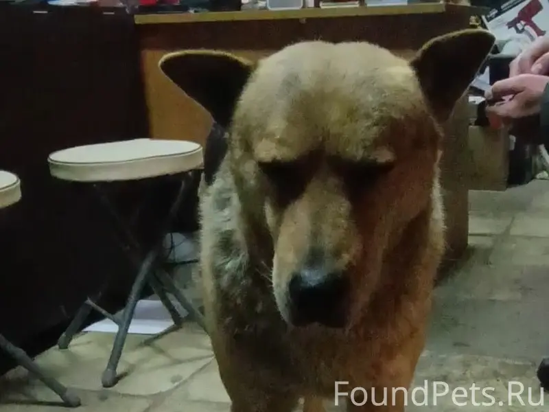 Пропал Бобёр, район завода огнеупор (Тагилстрой)